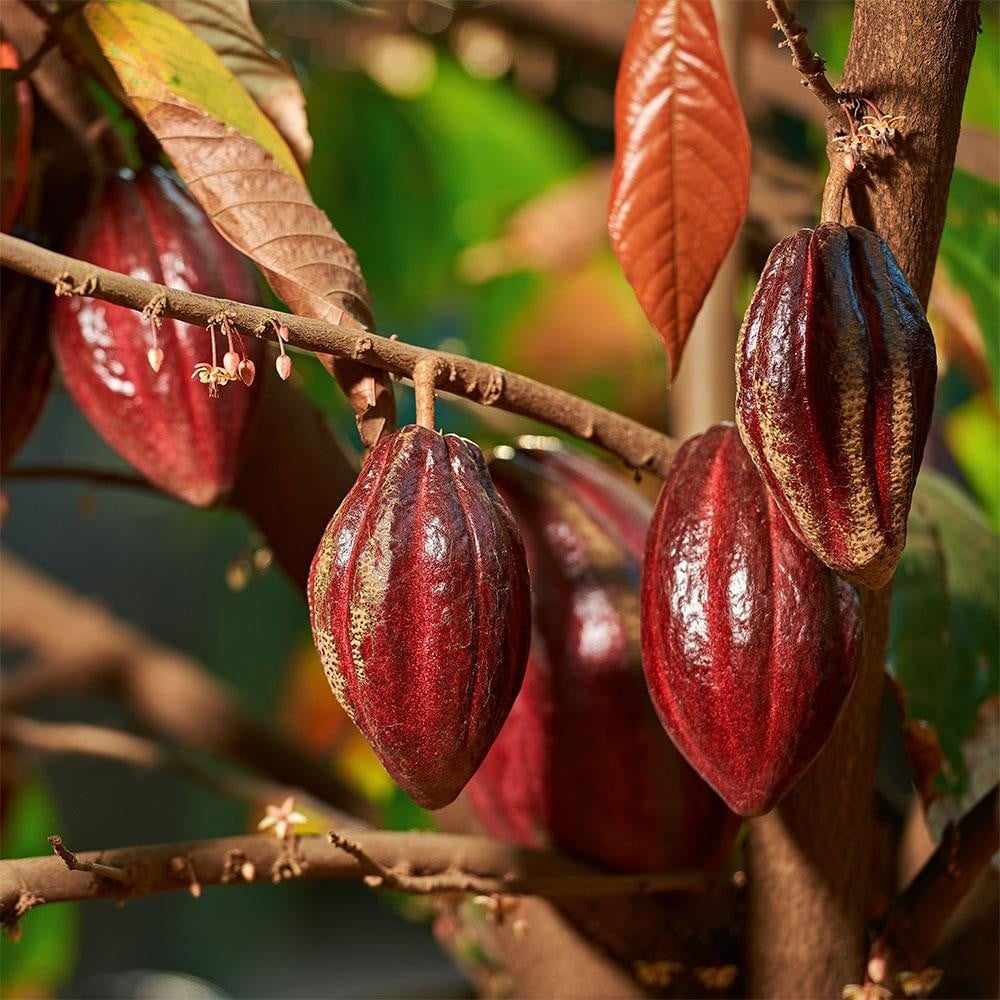 Cocoa Beans from Mbeya